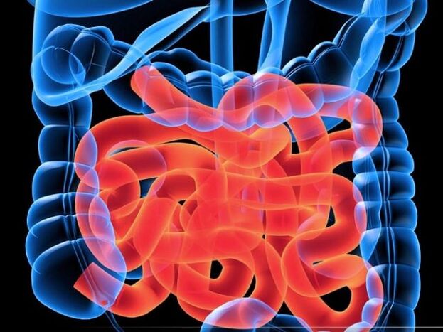 Parasiten im Dünndarm