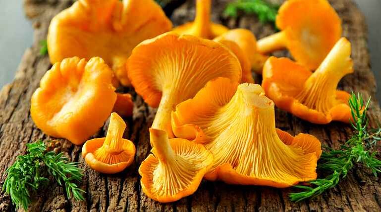 Pfifferlinge sind Pilze, die den Körper von Helminthen reinigen können